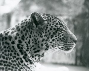 Leopardo hembra Daisy en el Zoológico de Londres en agosto de 1925 de Frederick William Bond