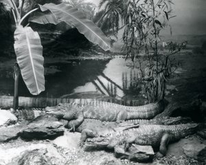 Cuatro caimanes, en un entorno panorámico con un árbol de plátano, en el zoológico de Londres en 1929