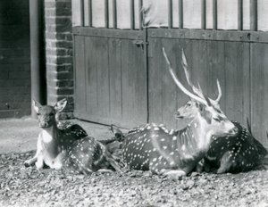 Cuatro ciervos axis, incluyendo un macho con astas, en el Zoológico de Londres en 1924 de Frederick William Bond