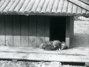 Cuatro cachorros de Coyote descansando en la entrada de su guarida/perrera de madera, Zoológico de Londres de Frederick William Bond