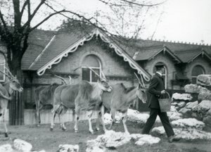 Cuatro Eland siguen a su cuidador, a la hora de la alimentación, en el paddock fuera de la Casa de los Antílopes, Zoológico de Londres, junio de 1925 de Frederick William Bond