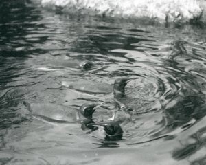 Cuatro pingüinos rey nadando en su piscina en el Zoológico de Londres, junio de 1927