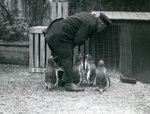 Pingüinos Gentoo con el cuidador Albert White, Zoológico de Londres, c.1914