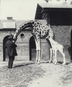 Jirafa con su cría de 3 días y cuidador en el Zoológico de Londres, 1914 de Frederick William Bond