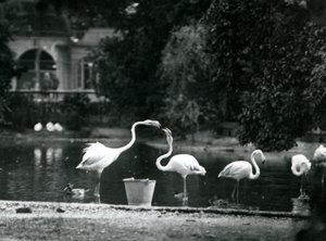 Flamencos mayores en su lago en el zoológico de Londres en 1924 de Frederick William Bond