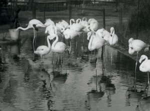 Flamencos mayores en su estanque en el Zoológico de Londres, 1926 de Frederick William Bond