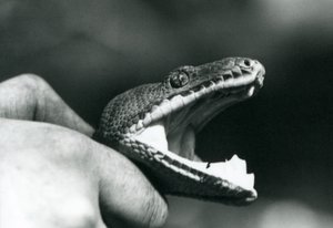 Cabeza de una Boa Esmeralda, con la boca abierta, sostenida por el cuello, por su cuidador, Zoológico de Londres de Frederick William Bond