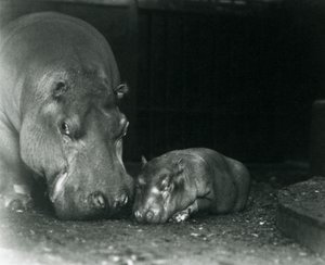 Hipopótamo Joan con su cría macho Jimmy en el Zoológico de Londres en marzo de 1927 de Frederick William Bond