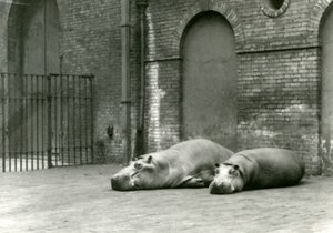 Hipopótamos Bobbie y Joan en el Zoológico de Londres, julio de 1923 de Frederick William Bond