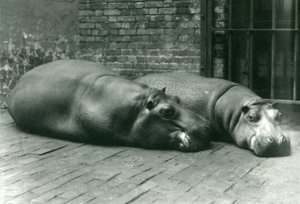 Hipopótamos Bobbie y Joan acostados en su recinto en el Zoológico de Londres, julio de 1923 de Frederick William Bond