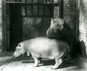 Hipopótamos Joan y Jimmy en el Zoológico de Londres en 1927