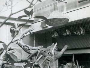 Iguanas, tomando el sol en ramas, disfrutando de la luz solar artificial en su recinto, Zoológico de Londres, agosto de 1928 de Frederick William Bond