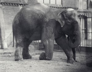 Elefante Indio, Assam Lukhi, arrodillado con su cuidador en el Zoológico de Londres, abril de 1914 de Frederick William Bond