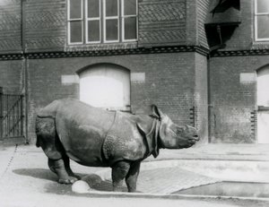 Rinoceronte Indio Félix de pie al borde de su piscina en el Zoológico de Londres en 1927 de Frederick William Bond