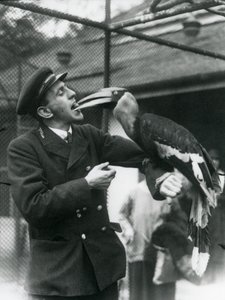 El guardián T. Raggett alimentando a un gran cálao indio con una fruta sostenida en su boca. Zoológico de Londres 1924
