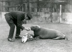 Cuidador, Arthur Chandler, alimentando a un joven morsa con pescado, Zoológico de Londres, 1924 de Frederick William Bond