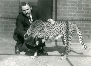 El Guardián Charles Dixon con un Guepardo juguetón en el Zoológico de Londres, octubre 1922 de Frederick William Bond
