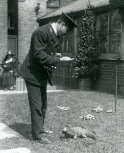 Cuidador Collins con una iguana de roca nublada con correa en el Zoológico de Londres, 1924 de Frederick William Bond