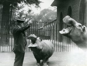 El cuidador Ernie Bowman con los hipopótamos Bobbie y Joan en el Zoológico de Londres, julio de 1923 de Frederick William Bond