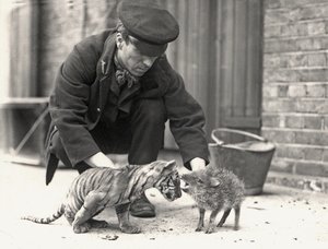 Guardián, H. Warwick, con un cachorro de tigre y un pecarí, tomado en el Zoológico de Londres, mayo de 1914