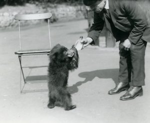 El cuidador Harry Warwick alimenta con biberón a un oso perezoso en el Zoológico de Londres, agosto de 1921