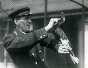 El Guardián Thomas Raggett Acariciando un Gran Calao Indio bajo su Pico en el Zoológico de Londres, 1924