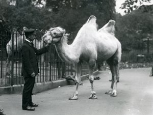 El Guardián W. Styles con un Camello Bactriano en el Zoológico de Londres, julio de 1914 de Frederick William Bond
