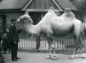 El guardián W. Styles, con un camello bactriano, fuera de la Casa de Llamas en el Zoológico de Londres, julio de 1914 de Frederick William Bond