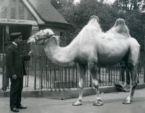 El guardián W. Styles, con un camello bactriano, fuera de la Casa de las Llamas en el Zoológico de Londres, julio de 1914 de Frederick William Bond