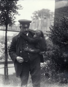 El cuidador Z. Rodwell sosteniendo a un joven orangután en el Zoológico de Londres, octubre de 1913 de Frederick William Bond