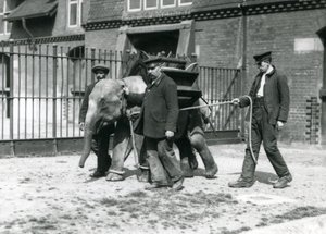 Los cuidadores Jack Milbourne, H Robertson y Thomas entrenan a un joven elefante asiático, zoológico de Londres, mayo de 1922 de Frederick William Bond