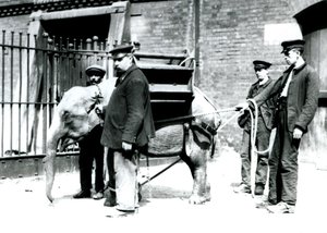 Los cuidadores Jack Milbourne, H Robertson y Thomas entrenan a un joven elefante asiático, zoológico de Londres, mayo de 1922 de Frederick William Bond