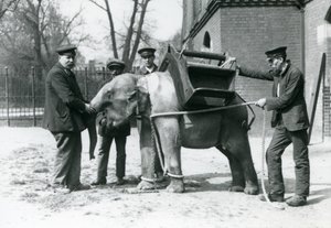 Los cuidadores Jack Milbourne, H Robertson y Thomas entrenan a un joven elefante asiático, zoológico de Londres, mayo de 1922