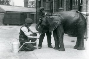 Cuidadores ayudando al joven elefante africano Kiberenge a beber de una manguera en el Zoológico de Londres, julio de 1924 de Frederick William Bond