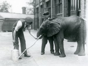 Los cuidadores ayudan al joven elefante africano Kiberenge a beber de una manguera que se ha conectado a una regadera, zoológico de Londres, julio de 1924 de Frederick William Bond