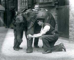 Cuidadores aceitando la piel del joven elefante africano Kiberenge en el Zoológico de Londres, julio de 1924 de Frederick William Bond