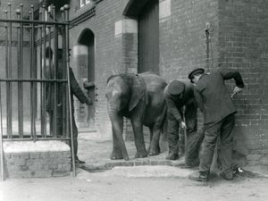 Cuidadores con el joven elefante africano Kiberenge, Zoológico de Londres, 1924 de Frederick William Bond