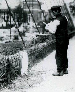 Pingüino Rey, siendo bañado por el cuidador Harry Munro, con una regadera en el Zoológico de Londres, mayo de 1914. Munro murió en la Primera Guerra Mundial, habiendo servido en el ejército, en dirigibles y en anti-submarinos