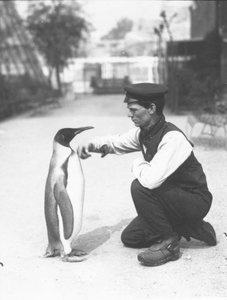 Pingüino rey, con el cuidador Harry Munro, 1914 de Frederick William Bond