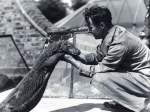 Dragón de Komodo Sumbawa con el cuidador H. Alec Budd, 1928 de Frederick William Bond