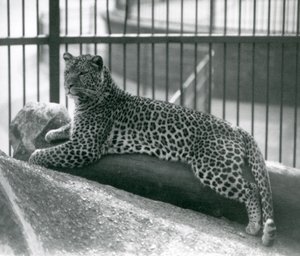 Leopardo Rex acostado en un tronco en su recinto en el Zoológico de Londres en julio de 1925 de Frederick William Bond
