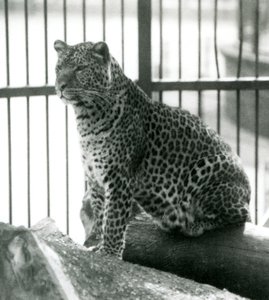 Leopardo Rex sentado en un tronco en su recinto en el Zoológico de Londres en junio de 1925 de Frederick William Bond