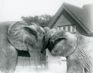 Elefante africano macho Kiberenge y elefante africano hembra Hango saludándose al entrelazar sus trompas en el Zoológico de Londres en octubre de 1927. Kiberenge fue presentado al Zoológico de Londres por S.E. Sir Horace Byatt de Frederick William Bond