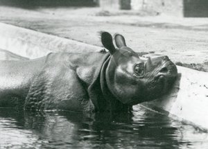 Rinoceronte indio macho Félix disfrutando de un baño en su piscina en el Zoológico de Londres en junio de 1928 de Frederick William Bond