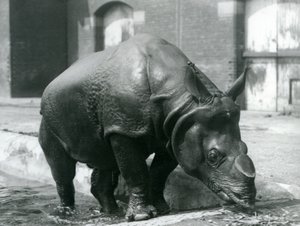 Rinoceronte indio macho Félix saliendo de su piscina en el Zoológico de Londres en 1928 de Frederick William Bond
