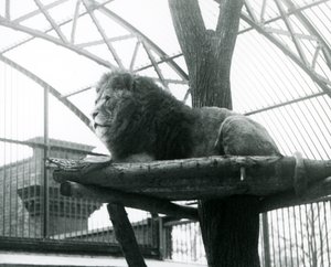 León macho, 