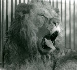 León macho, Abdullah, bosteza en su recinto en el Zoológico de Londres en 1925