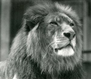 León macho Kuja en el Zoológico de Londres en agosto de 1924 de Frederick William Bond