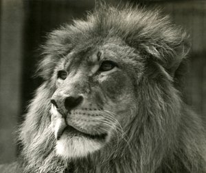 León macho Kuja en el Zoológico de Londres en agosto de 1924