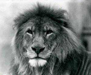León macho Kuja en el Zoológico de Londres en enero de 1925 de Frederick William Bond